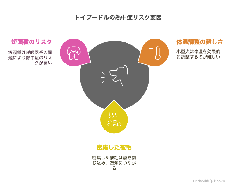 トイプードルが熱中症にかかりやすい理由