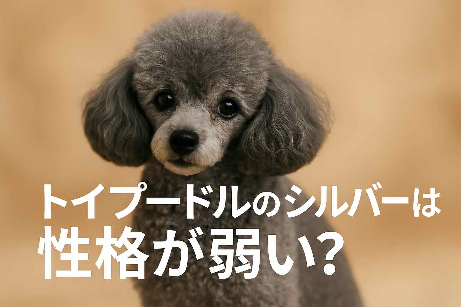 シルバーカラーのトイプードル