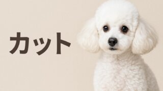 カット