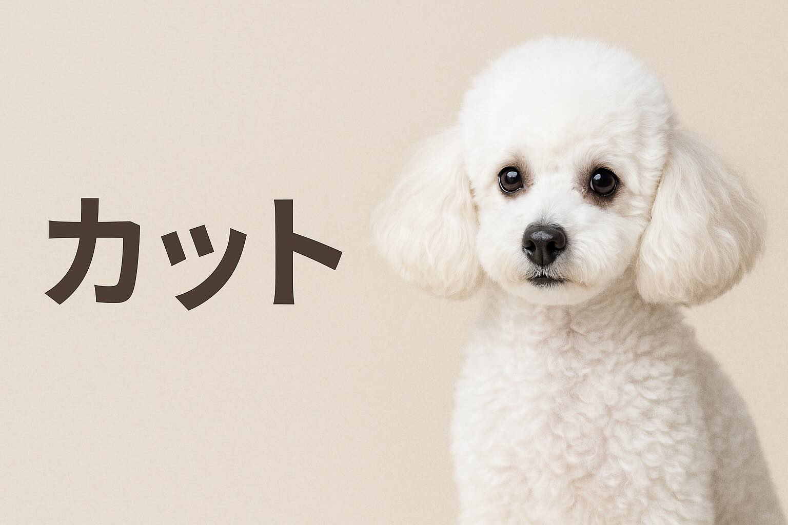 トイプードルカットのカテゴリーページ