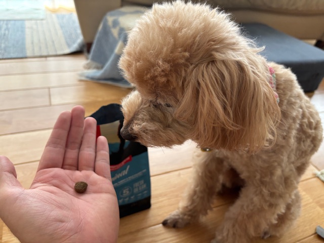 オリジンドッグフードに興味を持つ犬