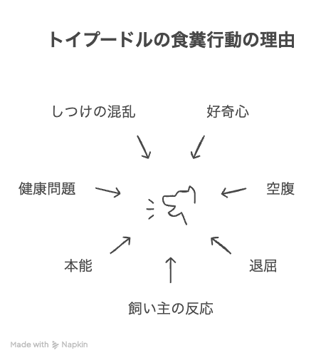 トイプードルがうんちを食べる主な理由【7つの原因】