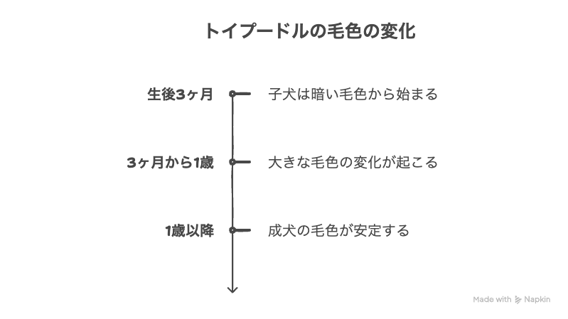 子犬期と成犬期で毛色が変わる？グレーとシルバーの成長による違い